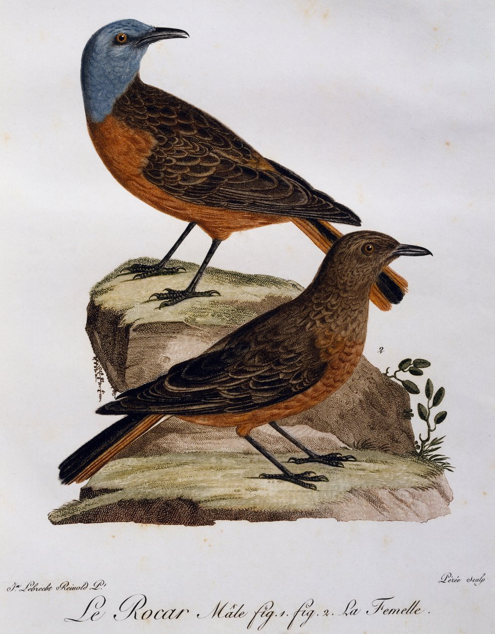Macho e fêmea de Cape rock Thrush (Monticola rupestris), gravura do Histoire Naturelle des Oiseaux d