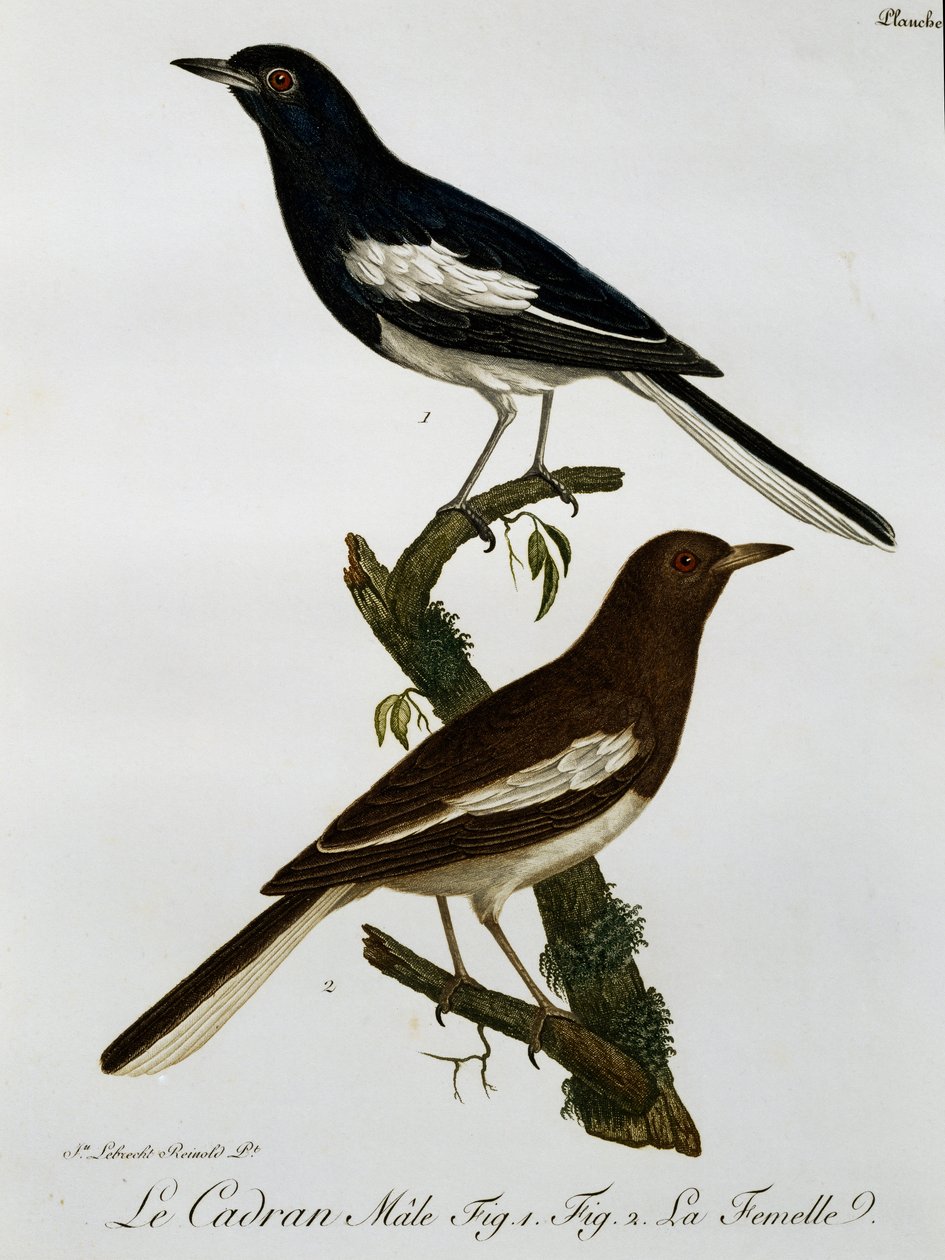 Macho e fêmea de Magpie-robin Oriental (Copsychus saularis), gravura da Histoire Naturelle des Oiseaux d