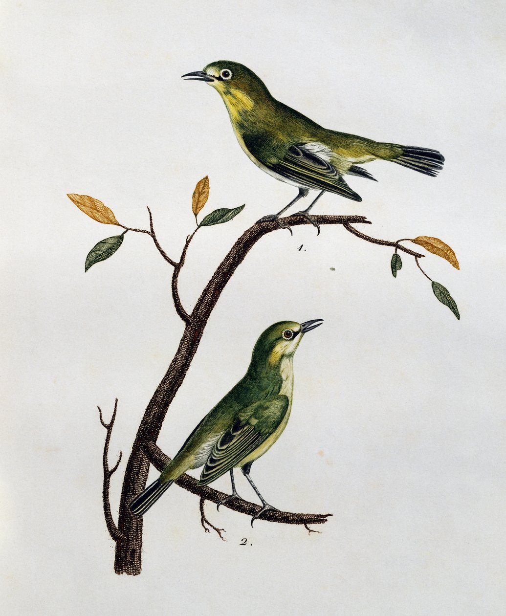 Macho e fêmea de Olho Branco Pálido (Zosterops pallidus), gravura da Histoire Naturelle des Oiseaux d