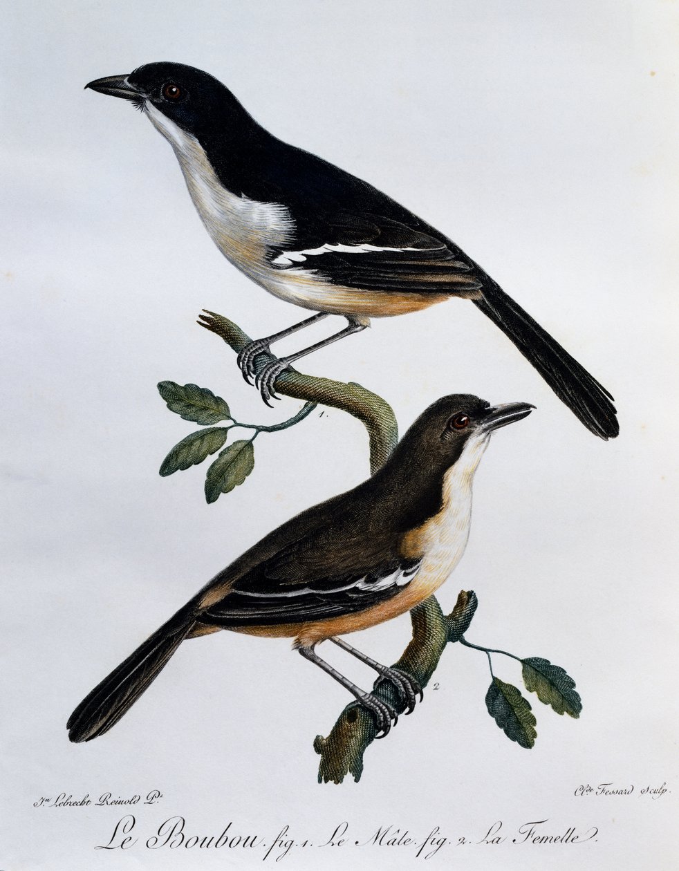 Macho e fêmea de Boubou do Sul (Laniarius ferrugineus), gravura do Histoire Naturelle des Oiseaux d