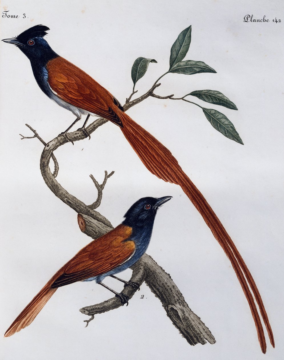 Macho e fêmea de Muscicapa striata, gravura do Histoire Naturelle des Oiseaux d