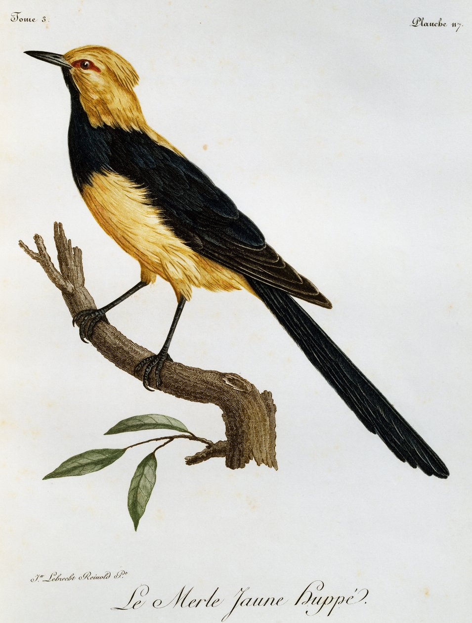 Cauda de Andorinha Amarela, gravura da Histoire Naturelle des Oiseaux d