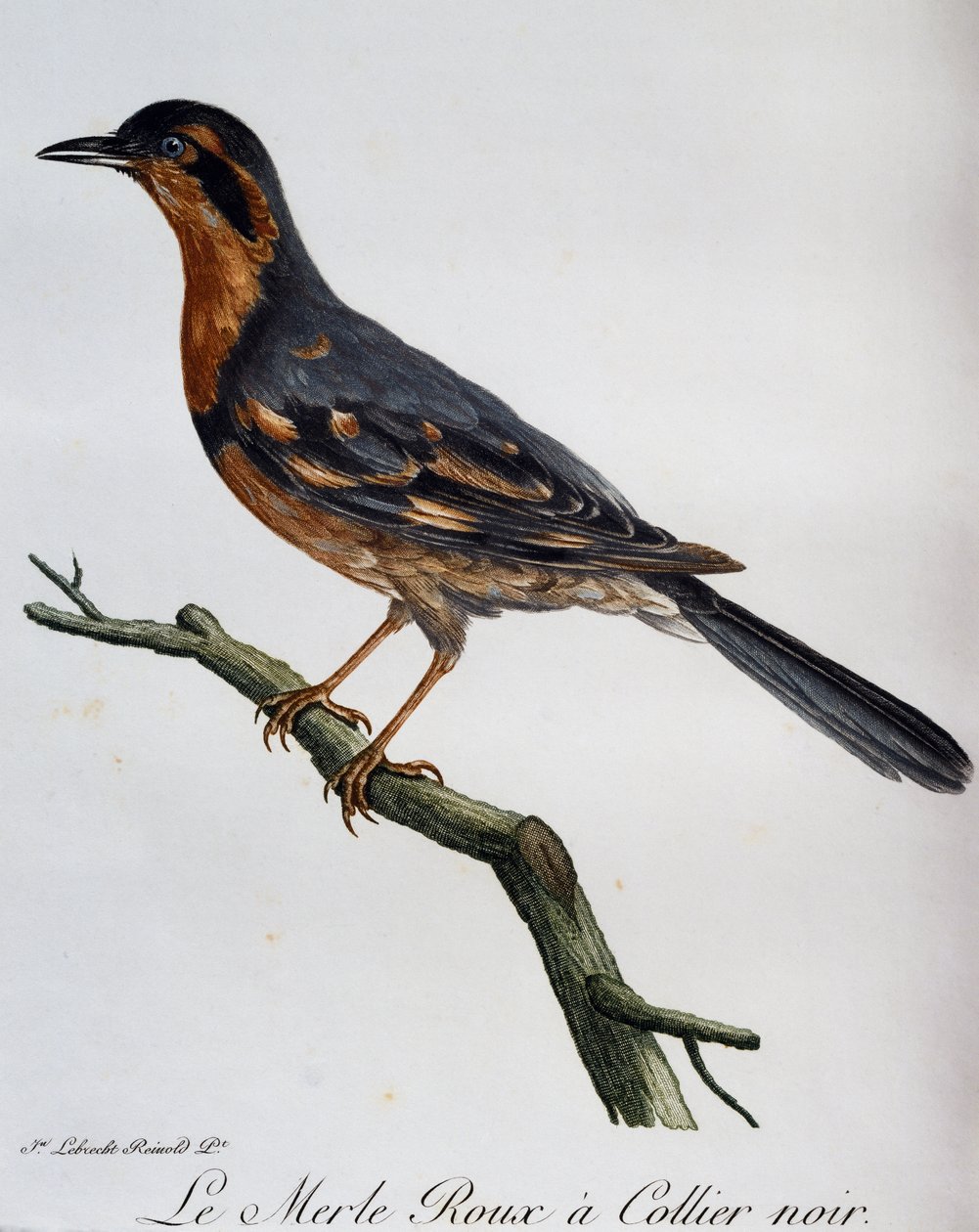 Robin de colarinho preto, gravura da Histoire Naturelle des Oiseaux d
