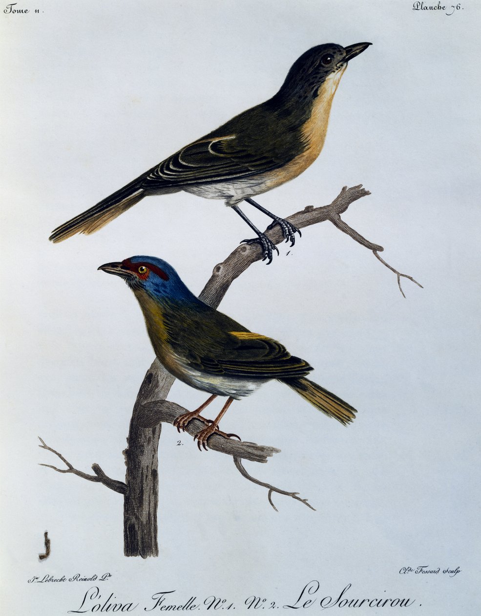 Olive Bushshrike (Telophorus olivaceus), gravura da Histoire Naturelle des Oiseaux d
