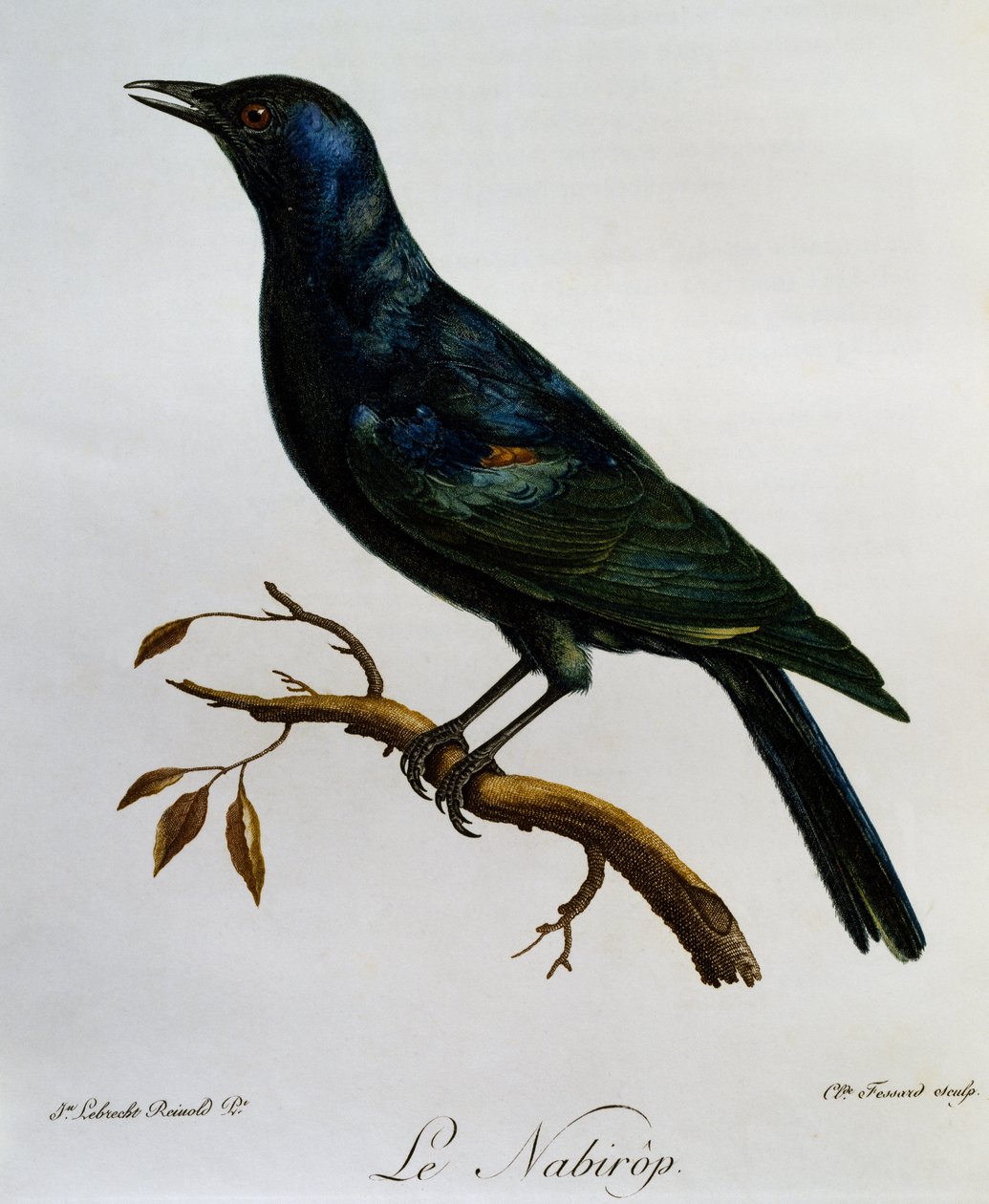 Starling (Onychognathus nabouroup) de asa-pálida, gravura da Histoire Naturelle des Oiseaux d