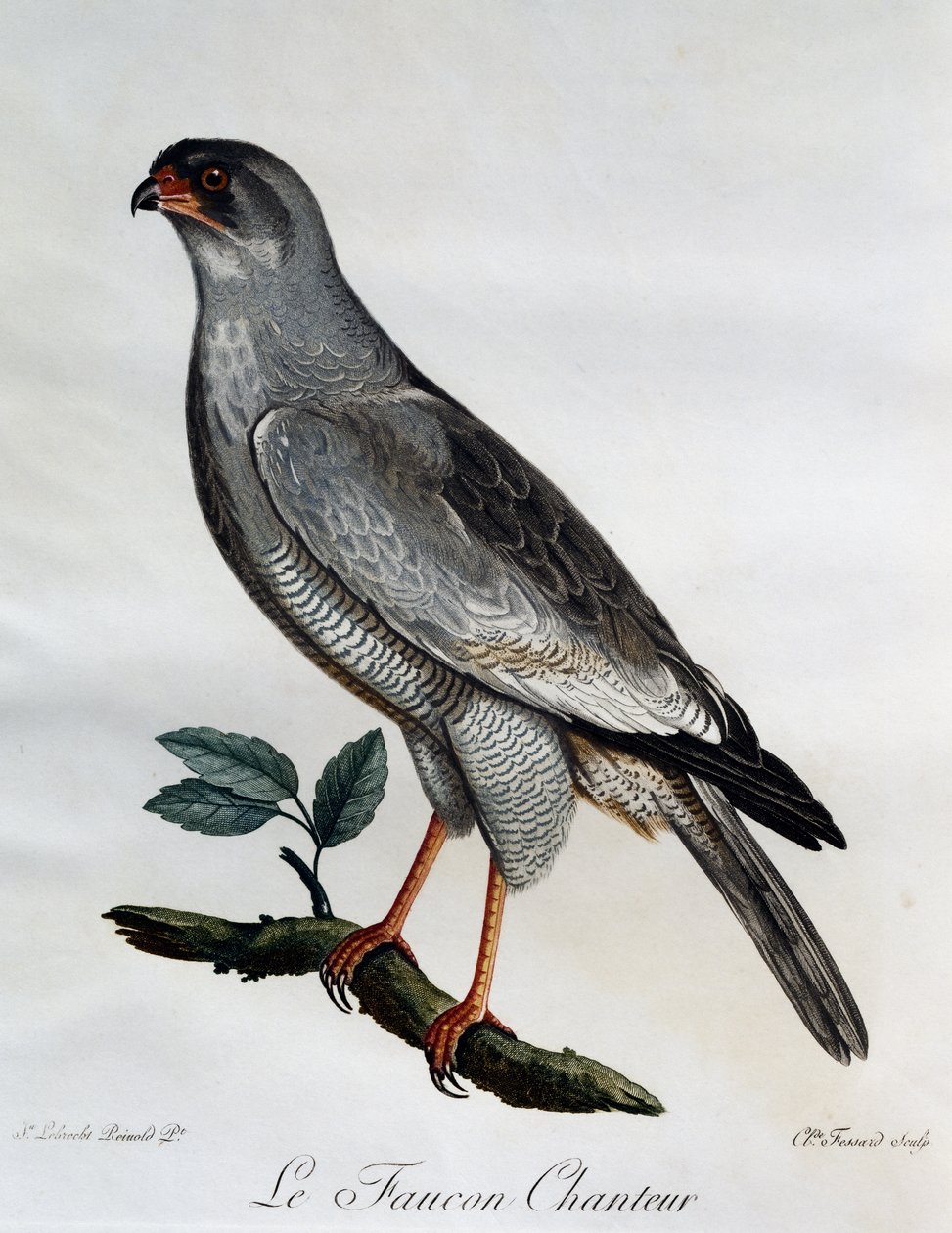 Pale Chanting-Goshawk (Melierax canorus), gravura do Histoire Naturelle des Oiseaux d