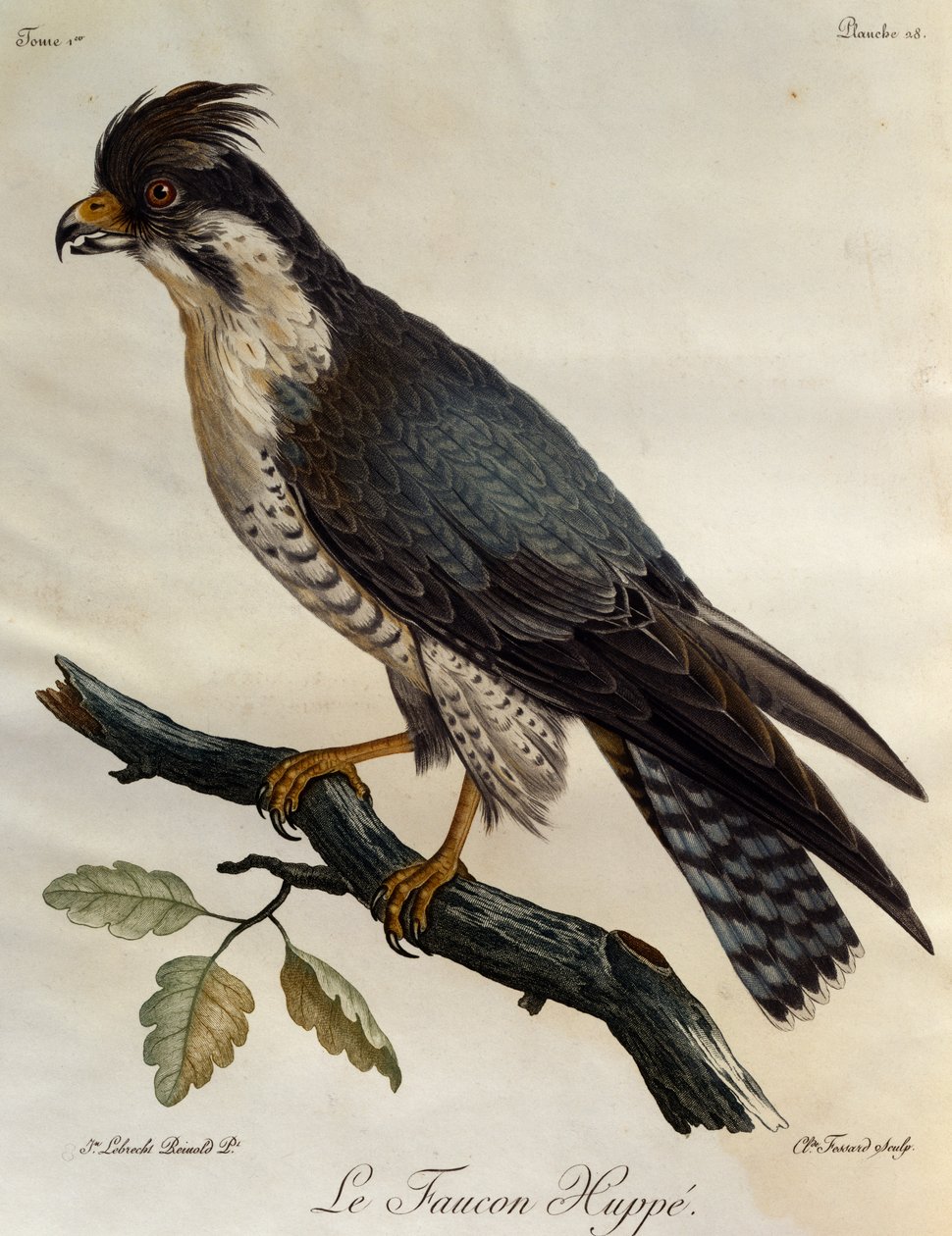 Falcão Peregrino (Falco peregrinus), gravura da Histoire Naturelle des Oiseaux d