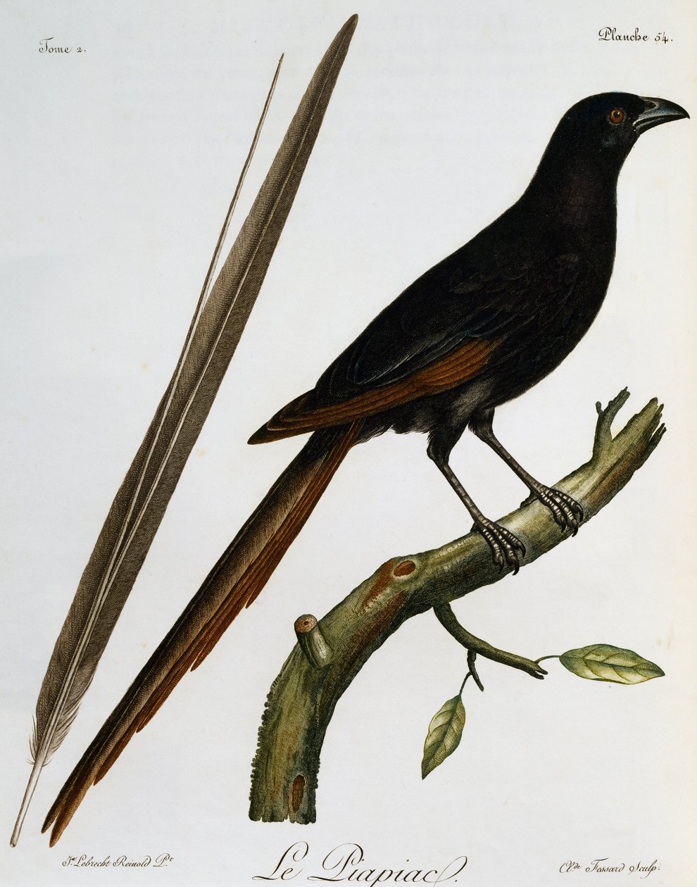 Piapiac (Ptilostomus afer), gravura da Histoire Naturelle des Oiseaux d