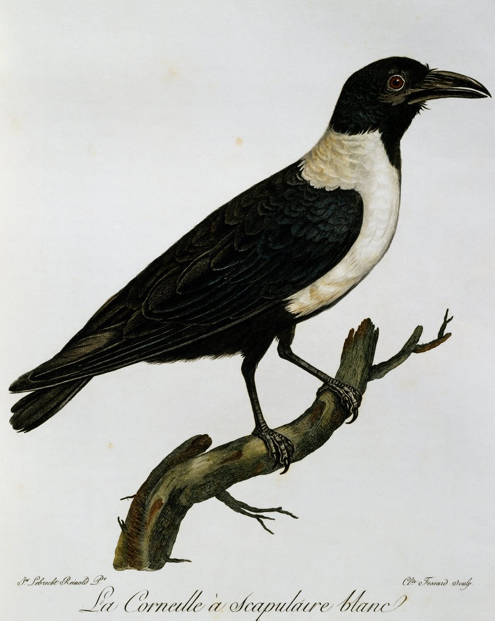 Corvo Pied (Corvus albus), gravura da Histoire Naturelle des Oiseaux d