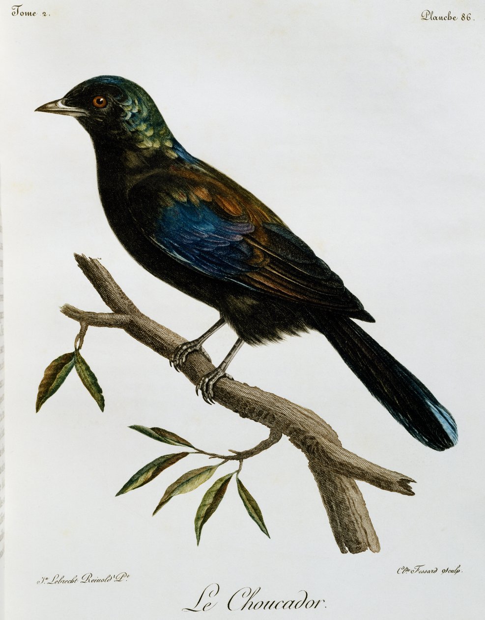 Principe Glossy-Starling (Lamprotornis ornatus), gravura da Histoire Naturelle des Oiseaux d