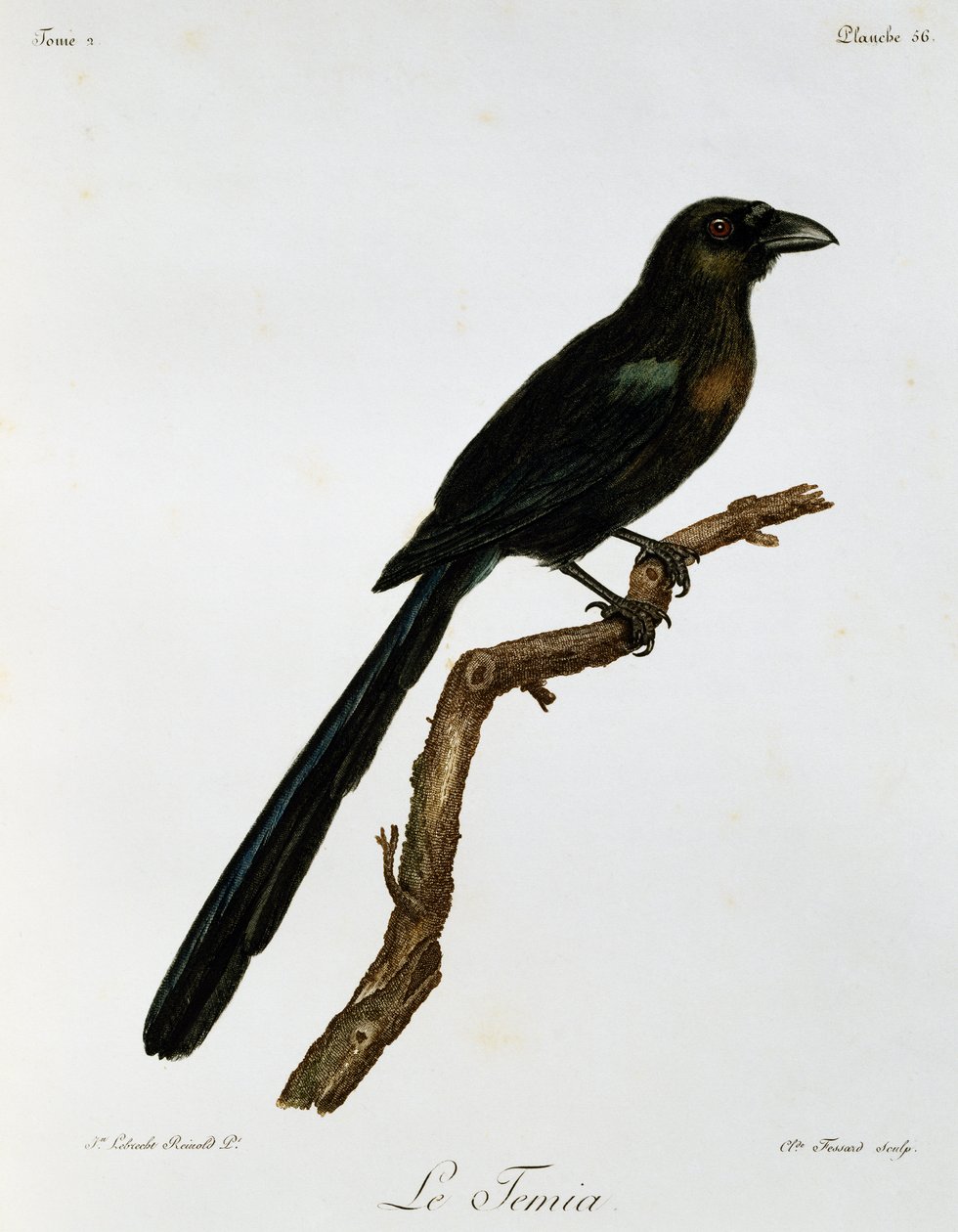 Treepie de raquete (Crypsirina temia), gravura da Histoire Naturelle des Oiseaux d