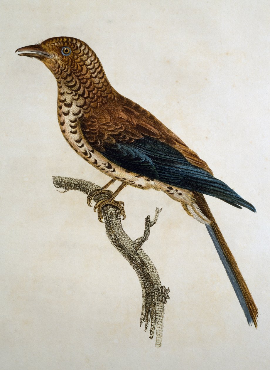 Lark (Calandrella cinerea), gravura da Histoire Naturelle des Oiseaux d