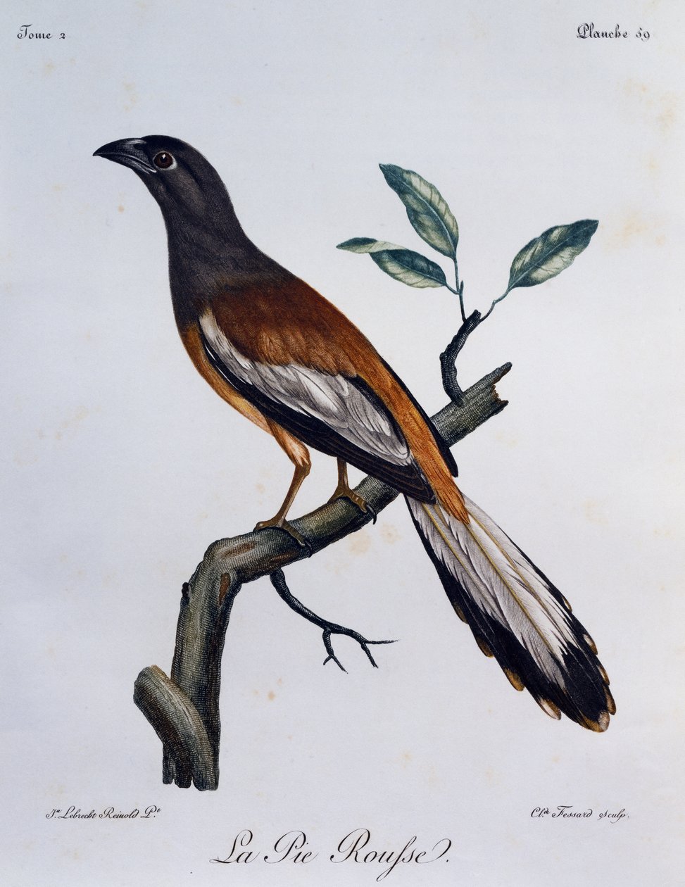 Rufous Treepie (Dendrocitta vagabunda), gravura da Histoire Naturelle des Oiseaux d