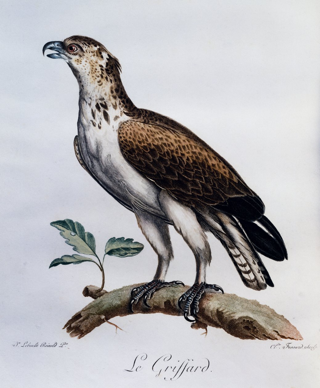 Cobra-Águia-cobreira (Circaetus gallicus), gravura do Histoire Naturelle des Oiseaux d