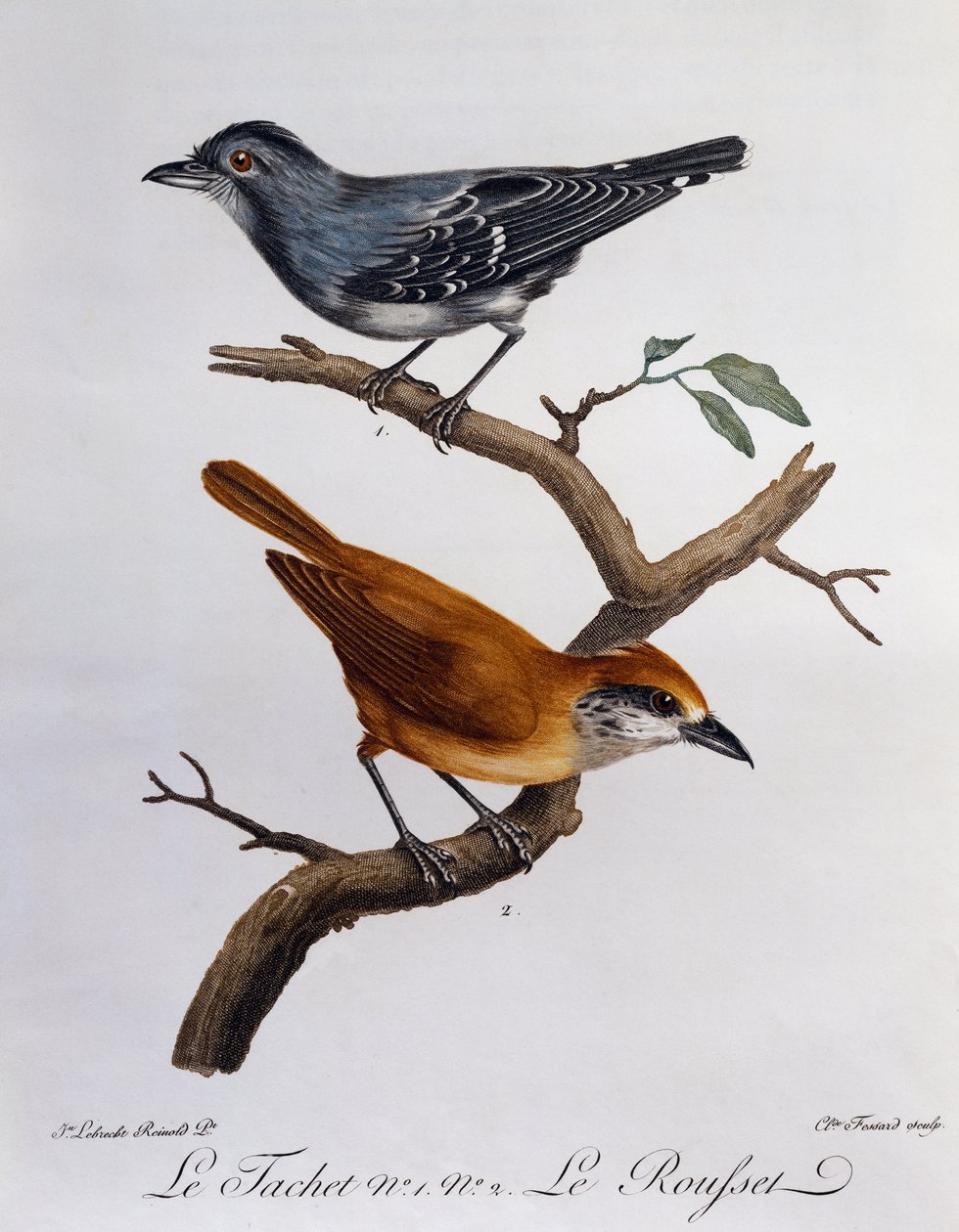 Tachet e, abaixo, Rousset, gravura da Histoire Naturelle des Oiseaux d