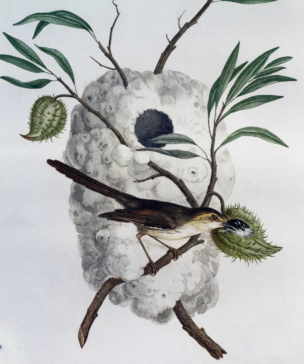 Prinia (Prinia subflava), gravura da Histoire Naturelle des Oiseaux d