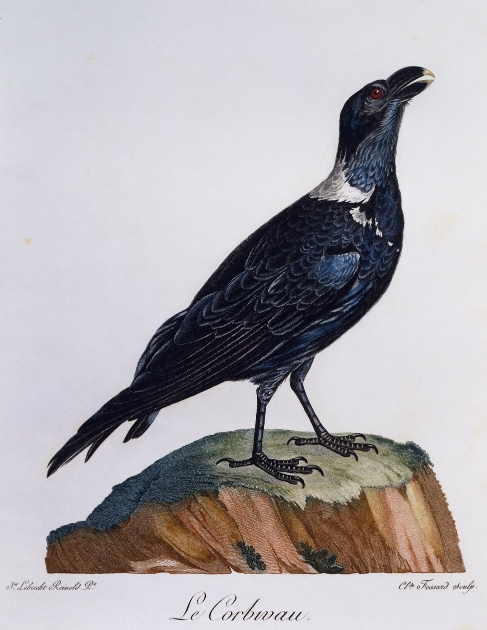 Corvo de pescoço branco (Corvus albicollis), gravura da Histoire Naturelle des Oiseaux d