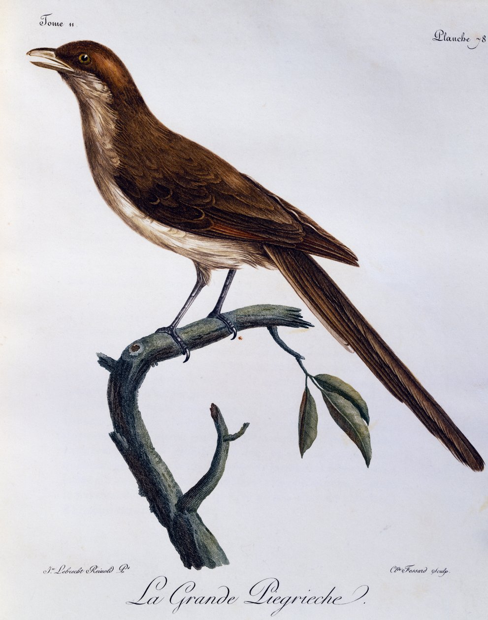 Shrike de bico amarelo (Corvinella corvina), gravura da Histoire Naturelle des Oiseaux d
