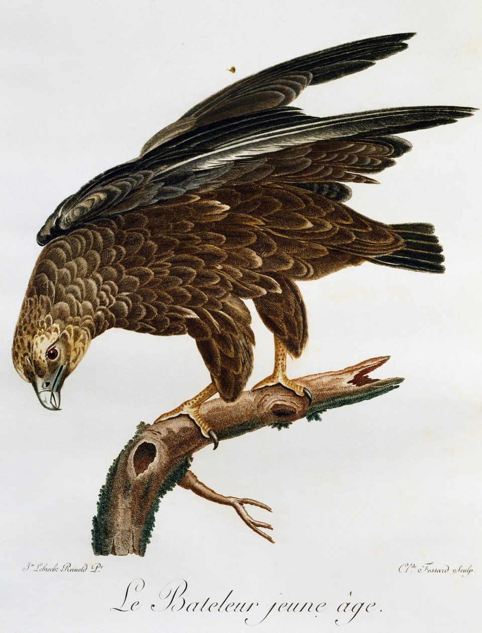 Jovem Barqueiro (Terathopius ecaudatus), gravura da Histoire Naturelle des Oiseaux d