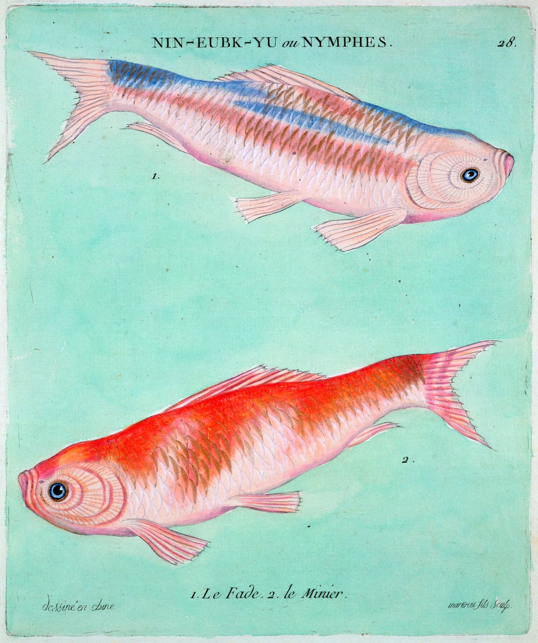 Peixe dourado chinês, século 18 de Francois Nicolas Martinet