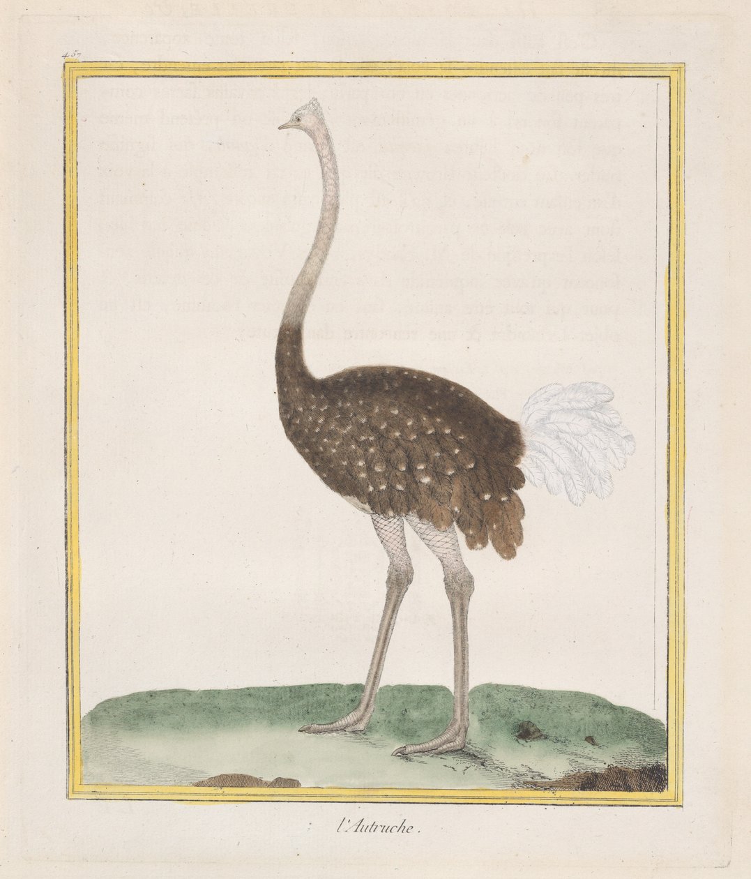 Floresta. de Francois Nicolas Martinet