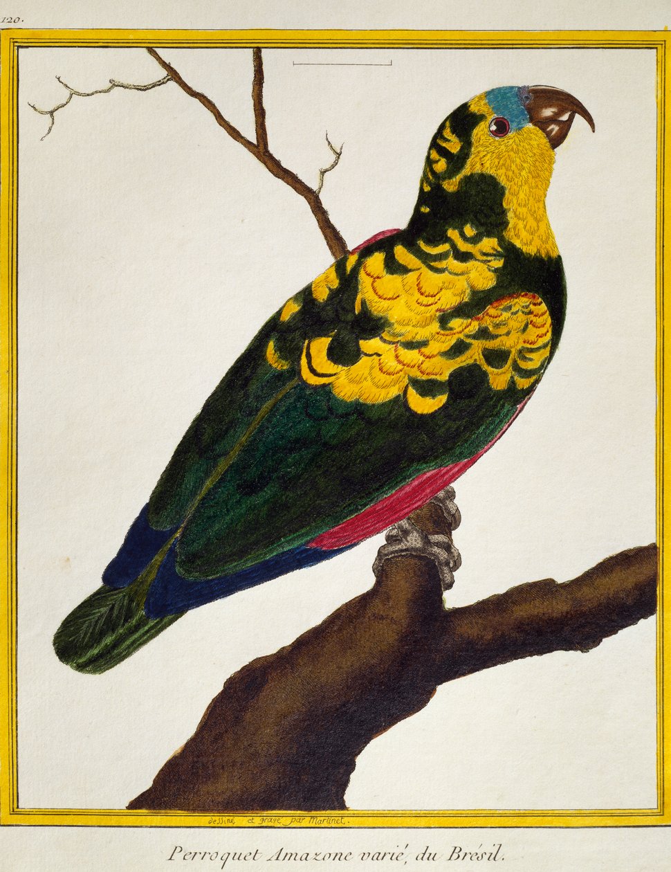 Papagaio de testa azul (Amazona aestiva), da Histoire naturelle des oiseaux de Francois Nicolas Martinet