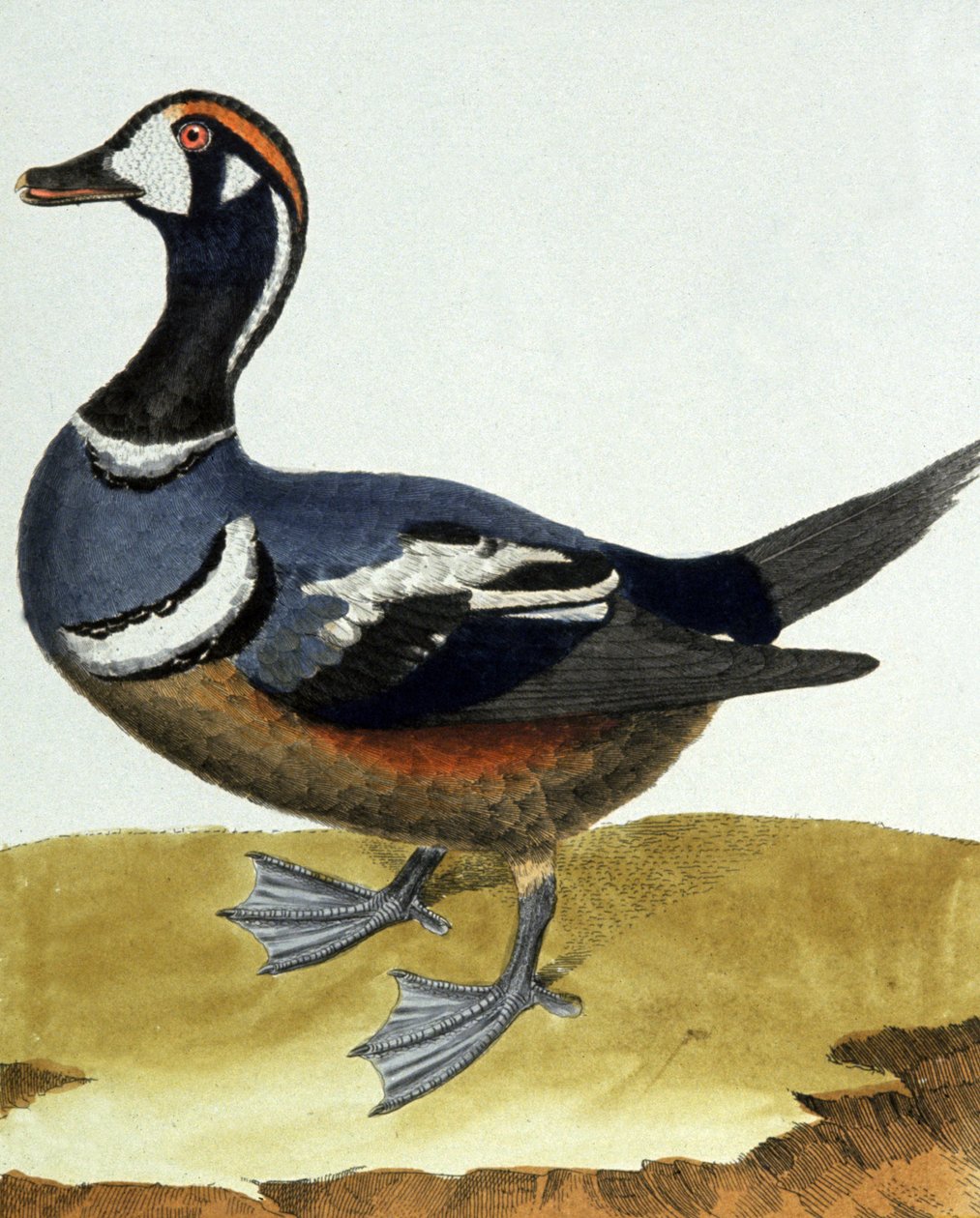 Um Collier Canard. de Francois Nicolas Martinet