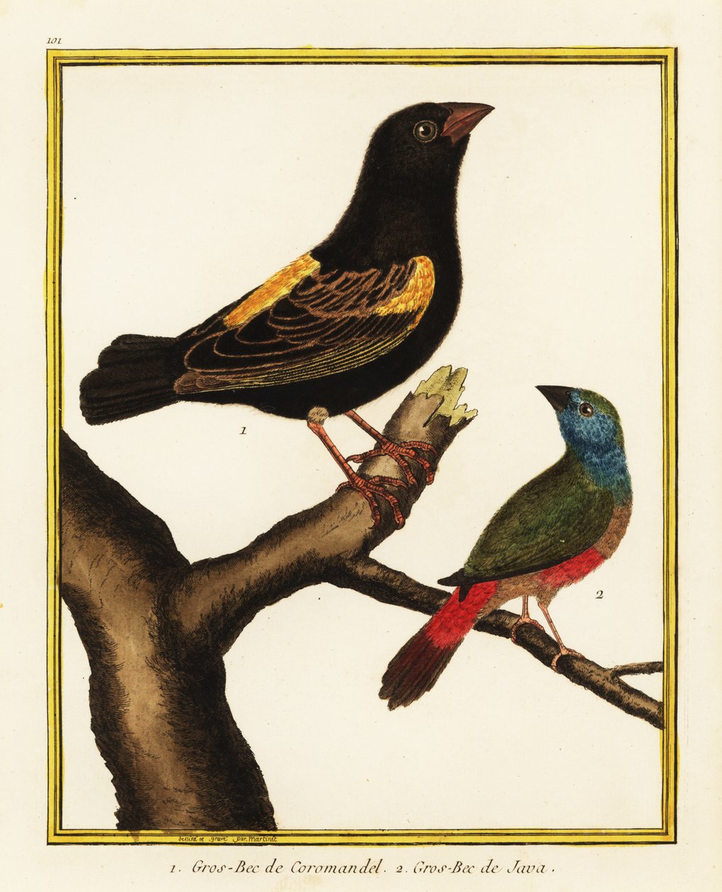 Bispo do Cabo, Euplectes capensis 1, e papagaio-de-cara-de-cauda-de-pau, Erythrura prasina 2 de Francois Nicolas Martinet