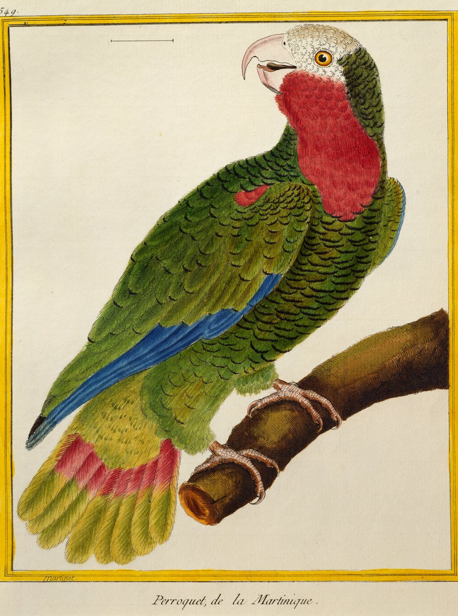 Papagaio Cubano (Amazona leucocephala), de História Natural das Aves de Francois Nicolas Martinet