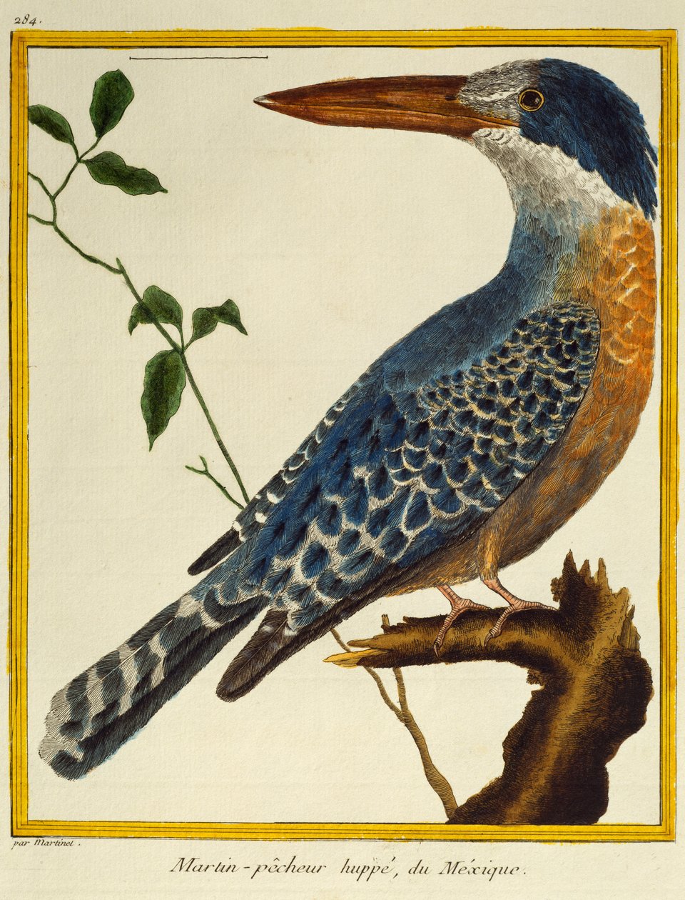 Kingfisher gigante (Megaceryle maxima), da Histoire naturelle des oiseaux de Francois Nicolas Martinet