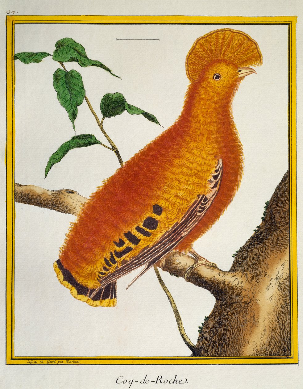Rupicola rupicola, da Histoire naturelle des oiseaux, Guiananan Cock-of-the-rock (Rupicola rupicola) de Francois Nicolas Martinet