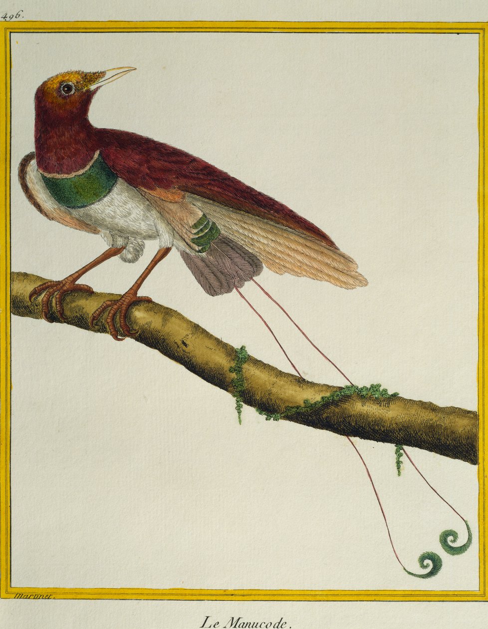 Ave-real de Paraíso (Cicinnurus regius), da Histoire naturelle des oiseaux de Francois Nicolas Martinet