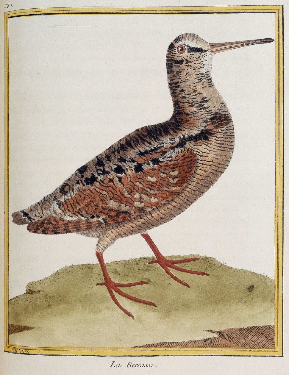 ""La becasse"", placa 885 de zoologia retirada de ""História dos pássaros"" de François Nicolas Martinet de Francois Nicolas Martinet