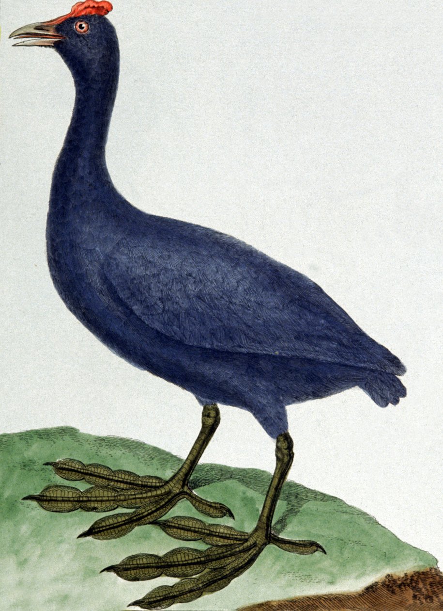 Madagáscar de Francois Nicolas Martinet