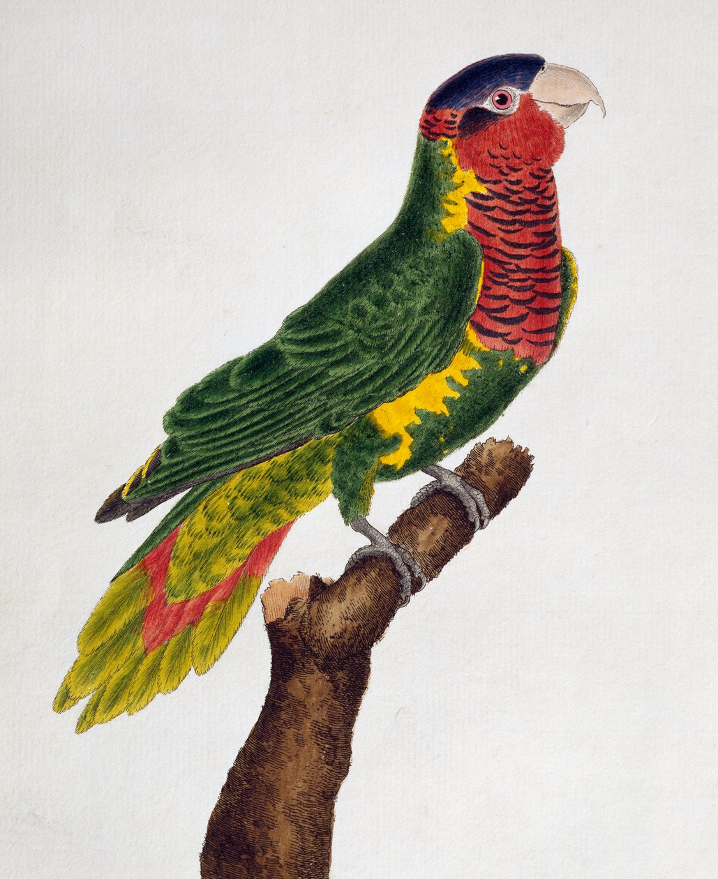 Ornate Lorikeet (Trichoglossus ornatus), de História natural das aves de Francois Nicolas Martinet