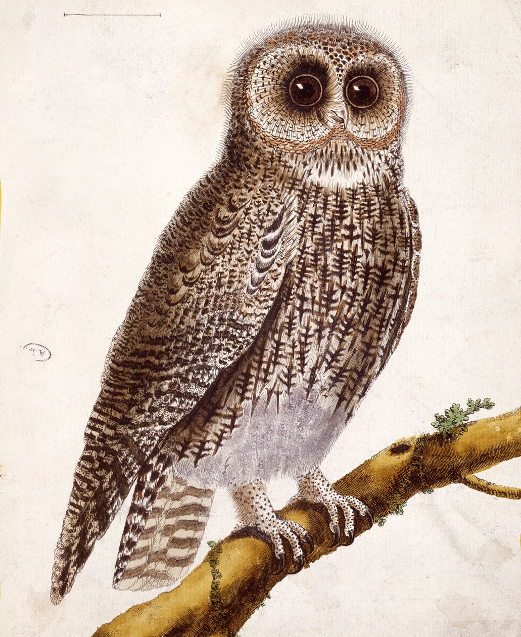 Coruja, de &39;Histoire Naturelle des Oiseaux&39; de Georges de Buffon (1707-1788) publicou 1777 de Francois Nicolas Martinet