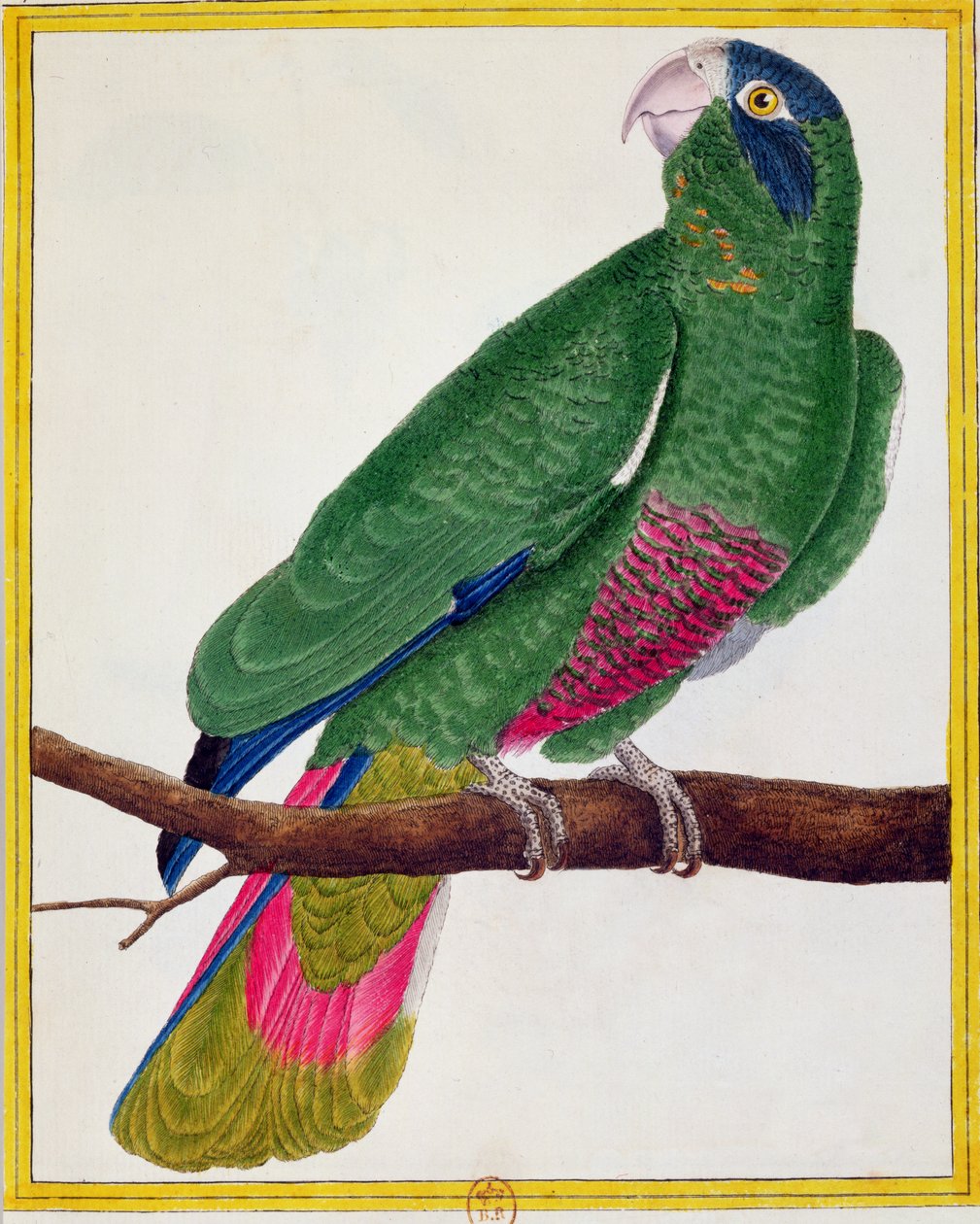 Papagaio, de &39;Histoire Naturelle des Oiseaux&39; de Georges de Buffon (1707-1788) publicou 1777 de Francois Nicolas Martinet