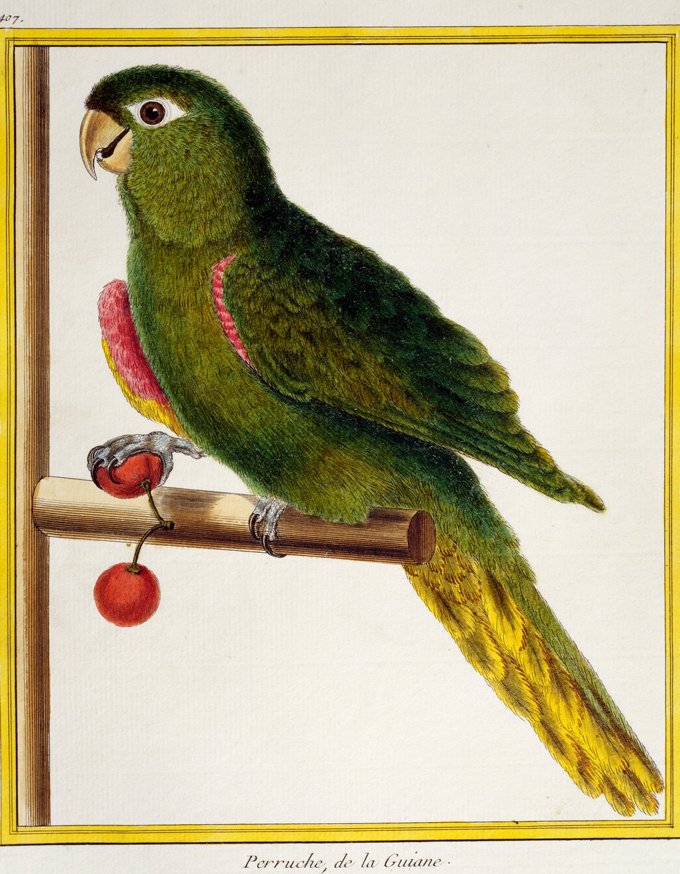 Arara de ombros vermelhos (Diopsittaca nobilis), da Histoire naturelle des oiseaux de Francois Nicolas Martinet