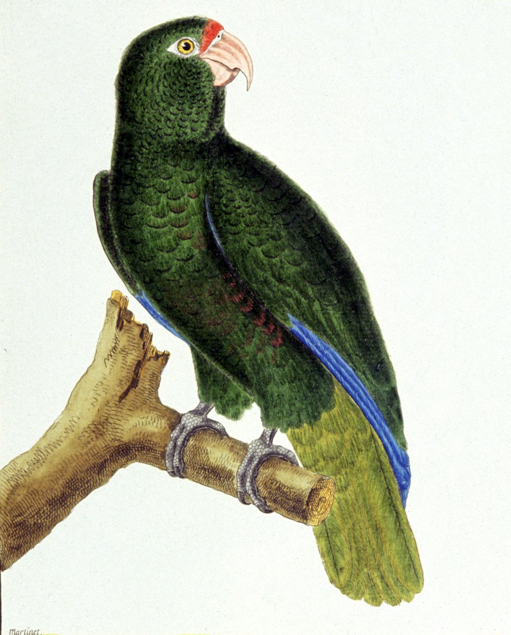 Santo Domingo parrot de Francois Nicolas Martinet
