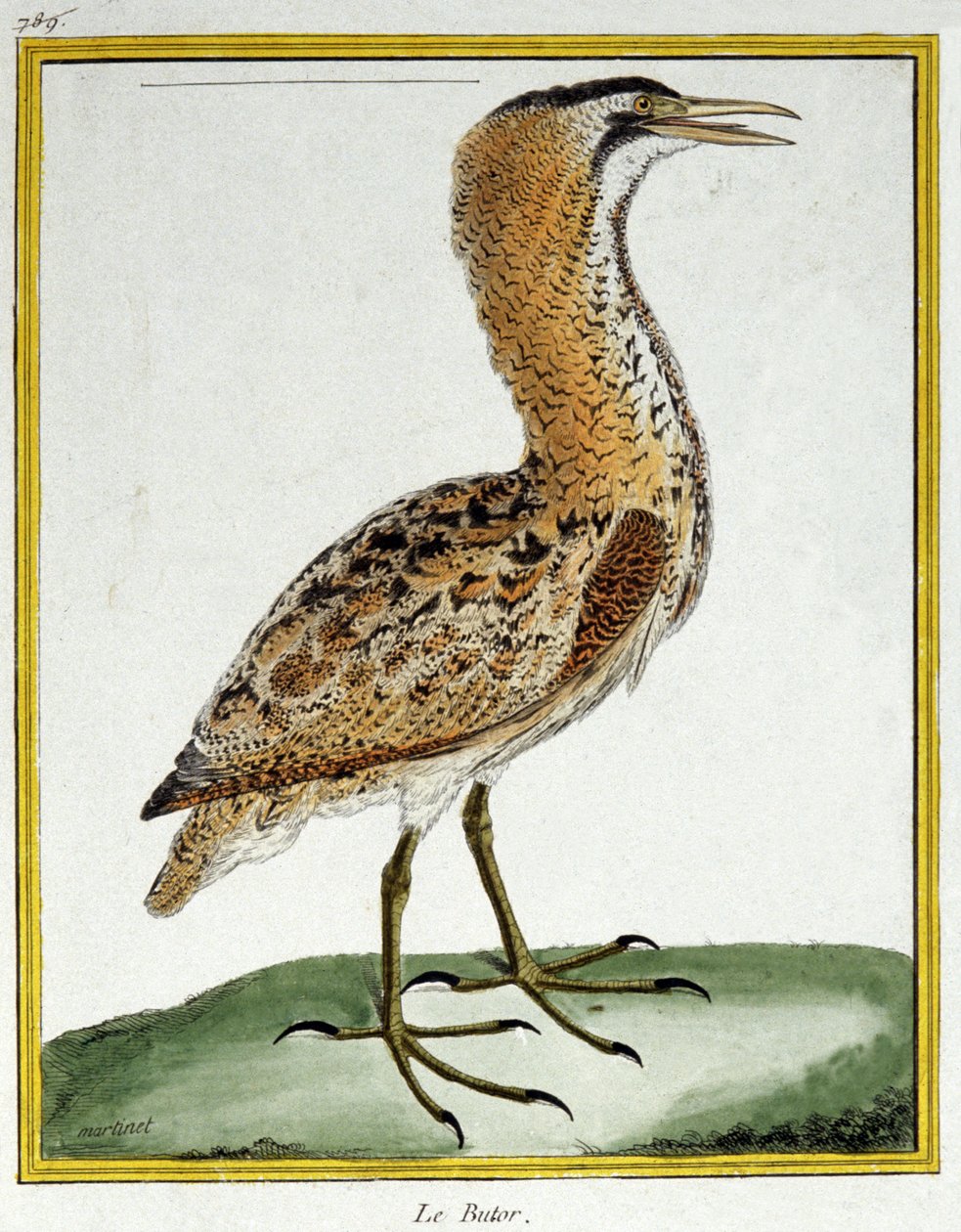 Ciência. Zoologia. Amargo. Gravura de François Nicolas Martinet em: Histoire naturelle des oiseaux, de Georges Louis Leclerc de Buffon, França, c.1777 (gravação a cores) de Francois Nicolas Martinet