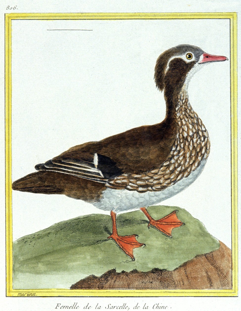 Ciência. Zoologia. Teal chinês. Gravura de François Nicolas Martinet em: Histoire naturelle des oiseaux, de Georges Louis Leclerc de Buffon, França, c.1777 (gravura a cores) de Francois Nicolas Martinet