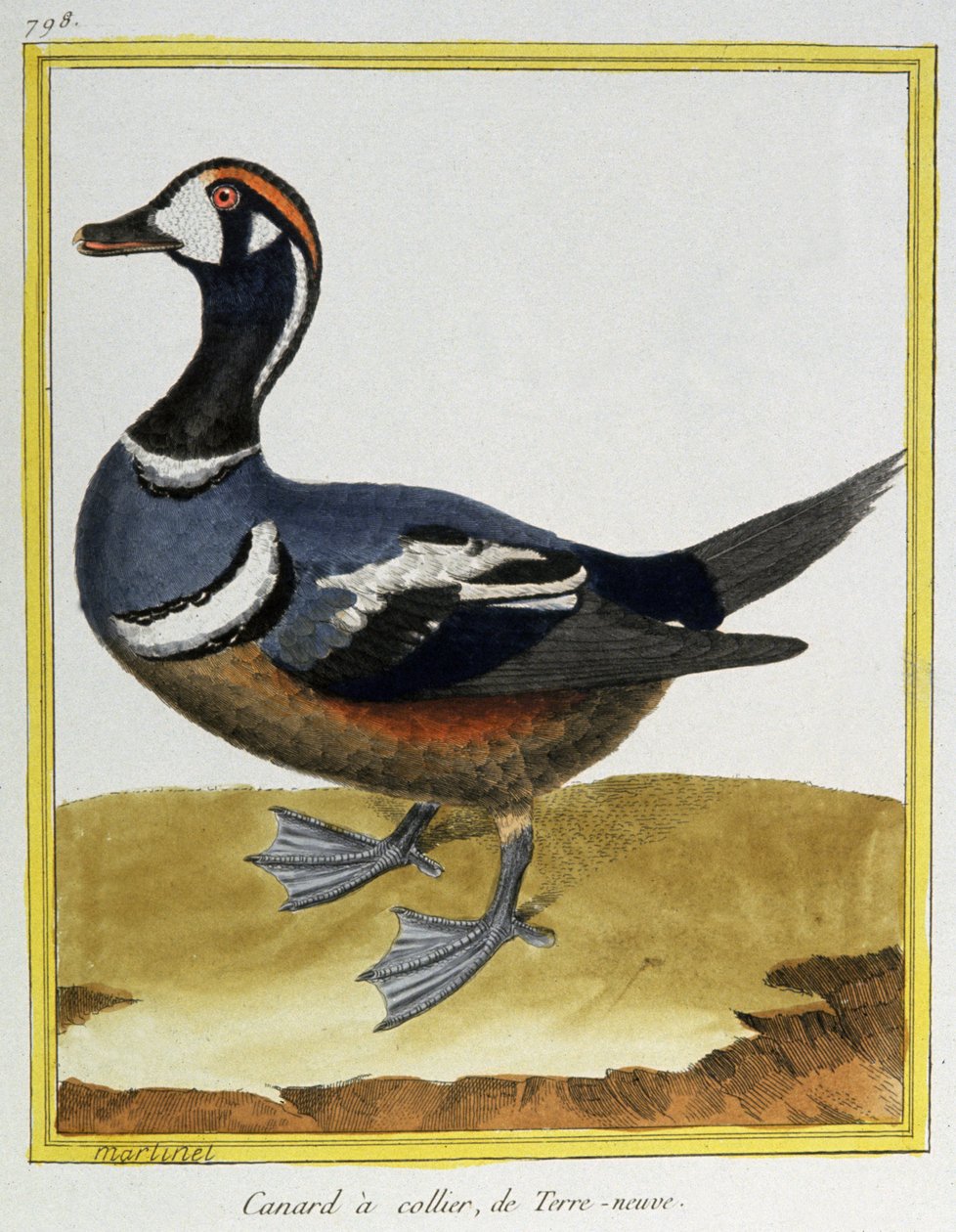 Ciência. Zoologia. Pato da Terra Nova. Gravura de François Nicolas Martinet em: Histoire naturelle des oiseaux, de Georges Louis Leclerc de Buffon, França, c.1777 (gravura a cores) de Francois Nicolas Martinet