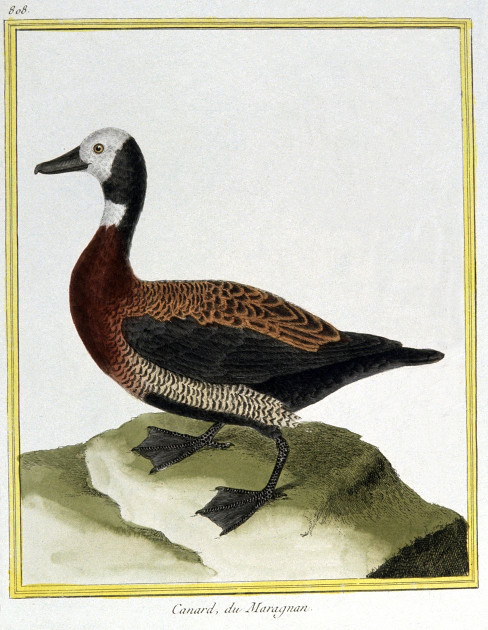 Ciência. Zoologia. Eurasion Wigeon. Gravura de François Nicolas Martinet em: Histoire naturelle des oiseaux, de Georges Louis Leclerc de Buffon, França, c.1777 (gravação a cores) de Francois Nicolas Martinet