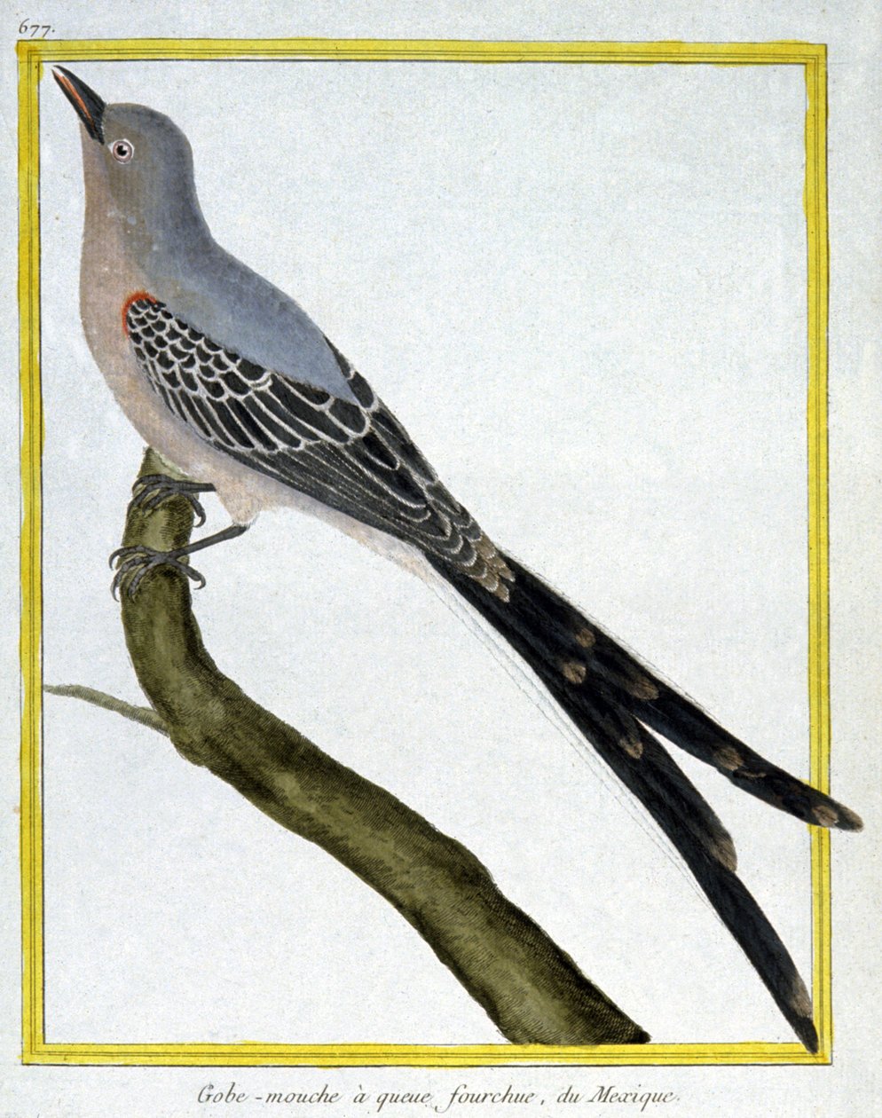 Ciência. Zoologia. Flycatcher do México. Gravura de François Nicolas Martinet em: Histoire naturelle des oiseaux, de Georges Louis Leclerc de Buffon, França, c.1777 (gravura a cores) de Francois Nicolas Martinet