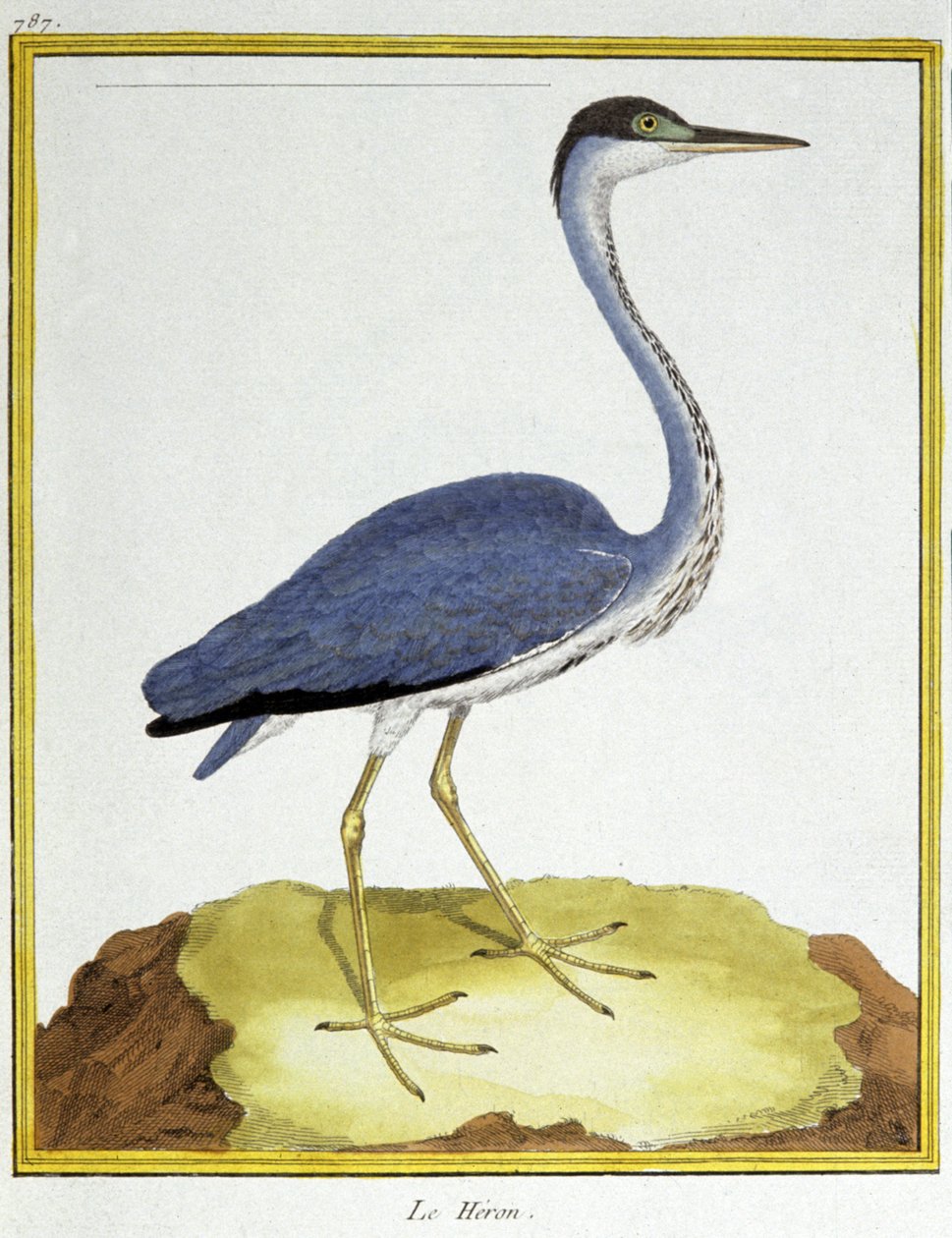 Ciência. Zoologia. Heron. Gravura de François Nicolas Martinet em: Histoire naturelle des oiseaux, de Georges Louis Leclerc de Buffon, França, c.1777 (gravação a cores) de Francois Nicolas Martinet