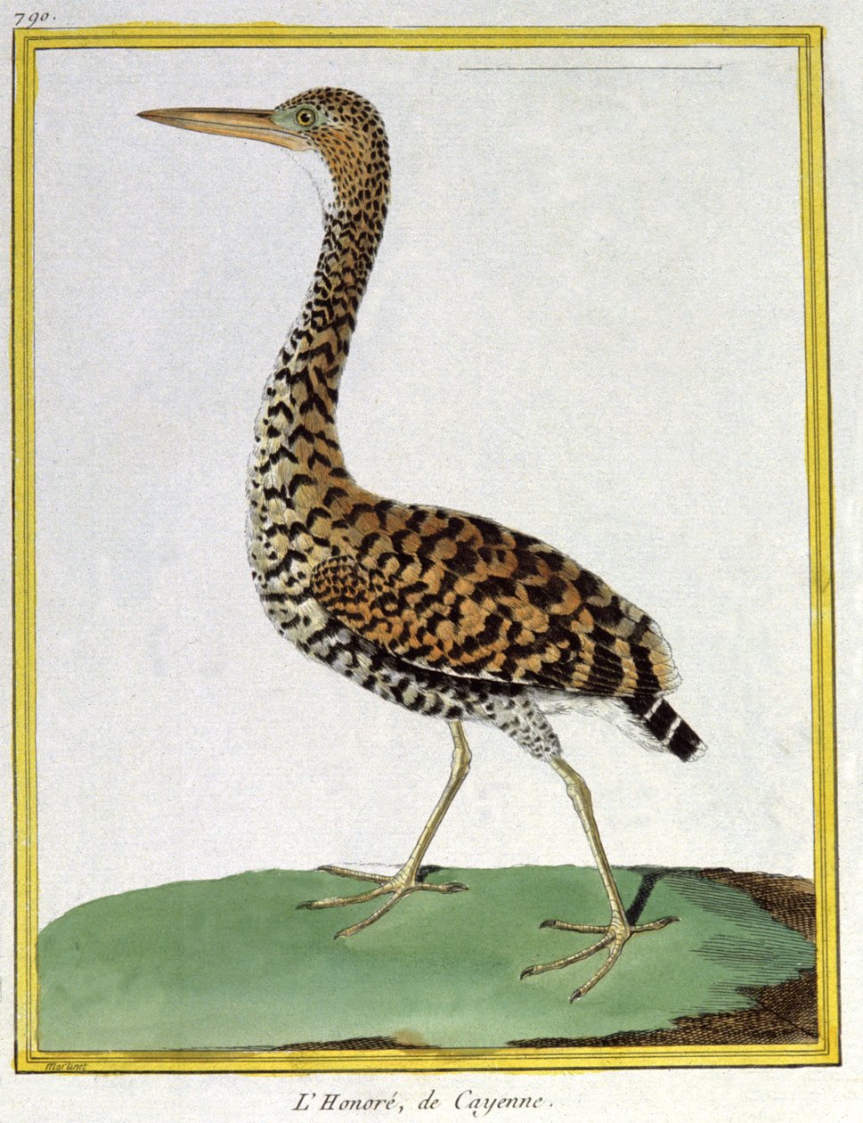 Ciência. Zoologia. Garça de Caiena (Guiana Francesa). Gravura de François Nicolas Martinet em: Histoire naturelle des oiseaux, de Georges Louis Leclerc de Buffon, França, c.1777 (gravura a cores) de Francois Nicolas Martinet