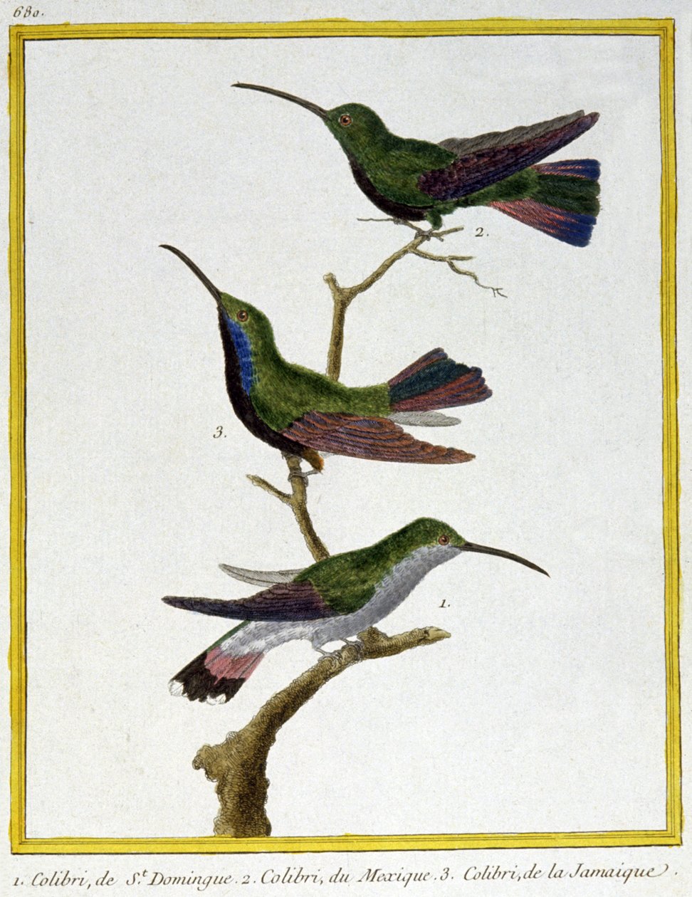 Ciência. Zoologia. Beija-flor de Santo Domingo, México e Jamaica. Gravura de François Nicolas Martinet em: Histoire naturelle des oiseaux, de Georges Louis Leclerc de Buffon, França, c.1777 (gravura a cores) de Francois Nicolas Martinet
