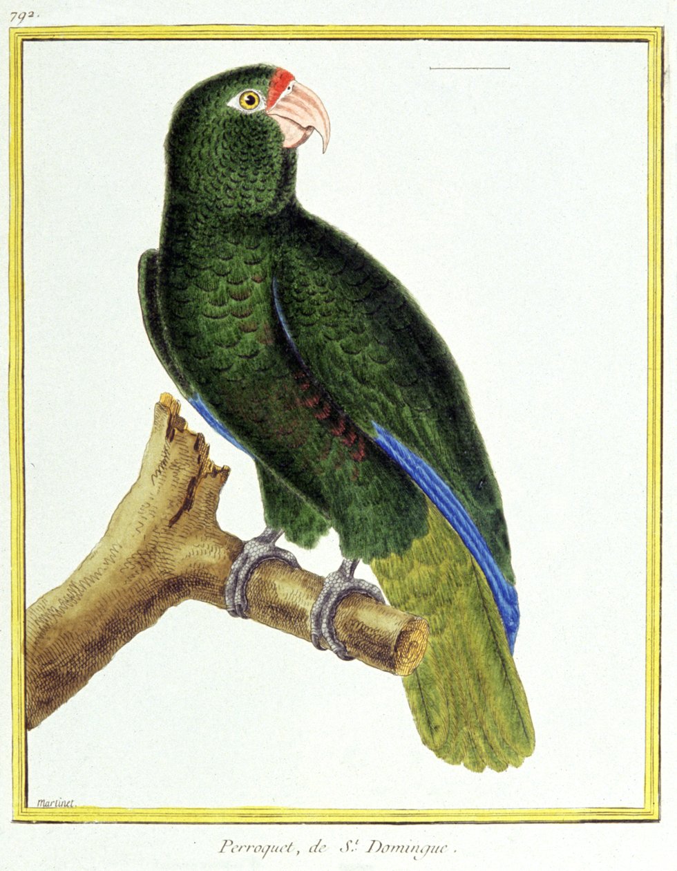 Ciência. Zoologia. Papagaio de Santo Domingo. Gravura de François Nicolas Martinet em: Histoire naturelle des oiseaux, de Georges Louis Leclerc de Buffon, França, c.1777 (gravura a cores) de Francois Nicolas Martinet