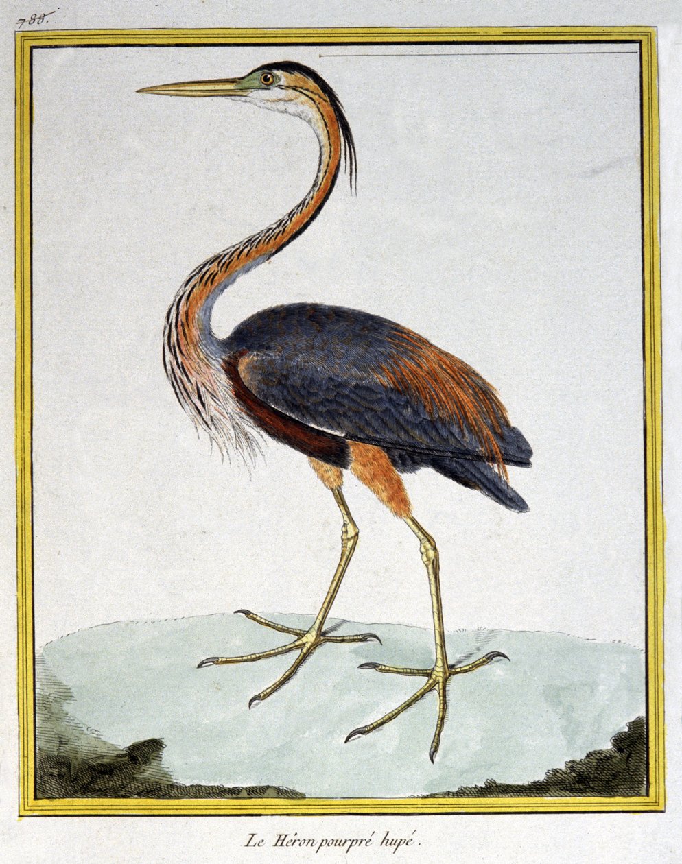 Ciência. Zoologia. Garça Púrpura. Gravura de François Nicolas Martinet em: Histoire naturelle des oiseaux, de Georges Louis Leclerc de Buffon, França, c.1777 (gravação a cores) de Francois Nicolas Martinet