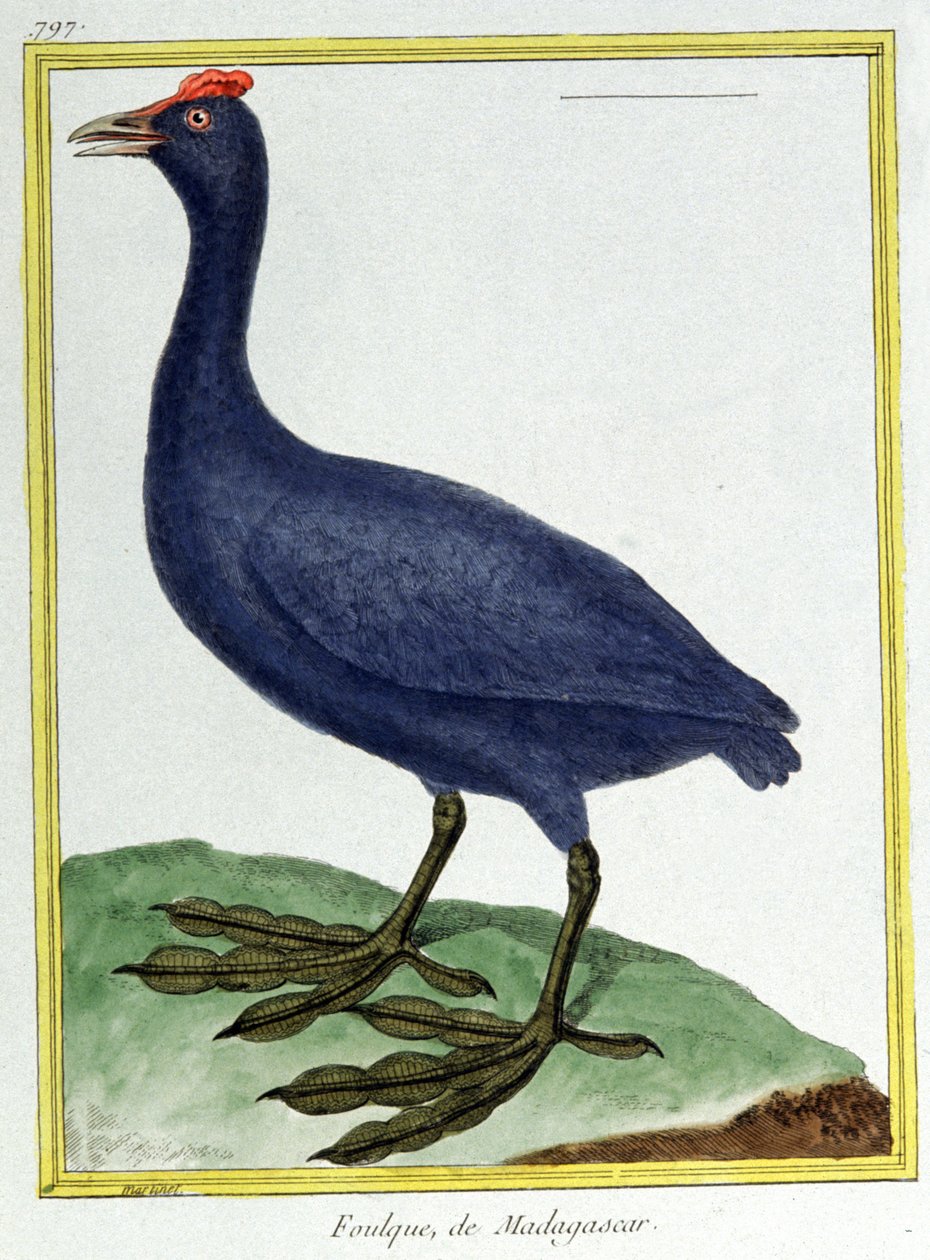 Ciência. Zoologia. Pico vermelho (de Madagascar). Gravura de François Nicolas Martinet em: Histoire naturelle des oiseaux, de Georges Louis Leclerc de Buffon, França, c.1777 (gravura a cores) de Francois Nicolas Martinet